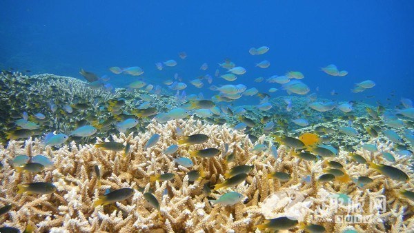 四川成都到帕勞旅游購物玩法攻略