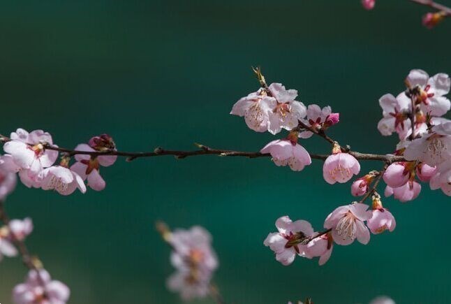 春季九寨溝賞花攻略（在那桃花盛開的地方）