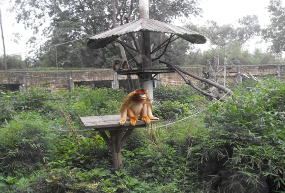 成都動(dòng)物園