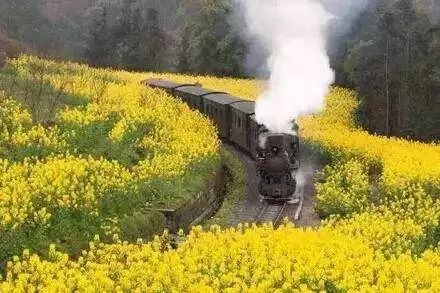 坐上嘉陽(yáng)蒸汽小火車(chē)穿越花海，體驗(yàn)另一種“慢游”樂(lè)趣~