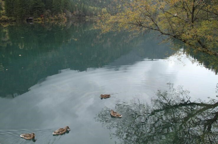 觀天鵝好去處，九寨溝天鵝海放松之旅